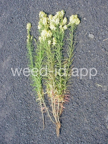 toadflax, yellow